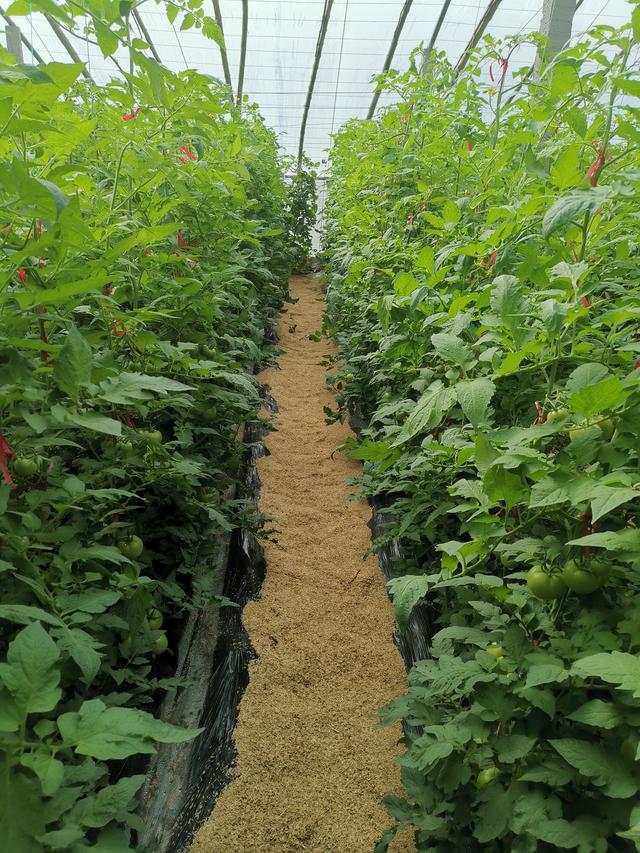 氨基酸类肥料的释义、来源、作用机理