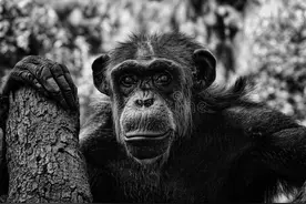 黑猩猩教我们玩政治图片