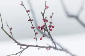 脾胃虚弱的人都能使用的方子，助你身获浩然正气、百邪不侵图片