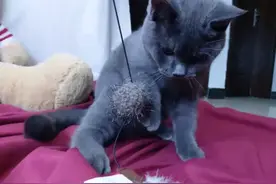 原生羽毛制成的逗猫棒，逗猫停不下来图片