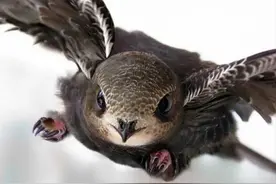 边飞边睡的雨燕，落地几乎等于送死，它们是如何繁衍的？图片
