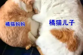 受害公猫：求求你们，别拿打火机烫我奶头图片