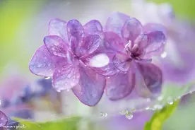 植物界的魔法师，让绣球带你走进最美的初夏图片