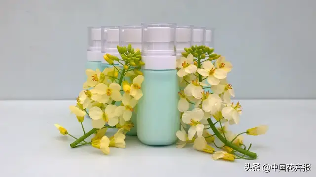 北国杏花初绽，江南已是油菜花漫山，“可甜可盐”的彩色油菜花，爱了！