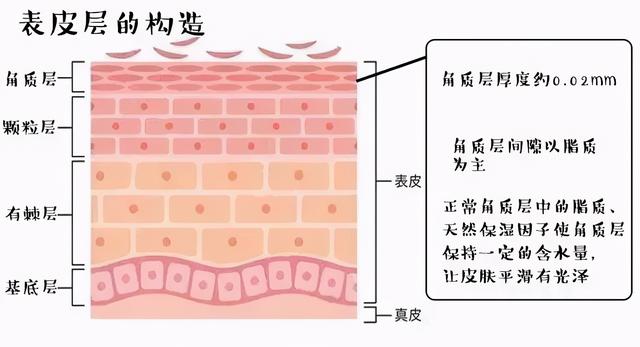 角质层又薄又脆弱,如何去增厚角质层?