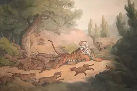 豺狼虎豹，豺排大，豺并非狼，虎见了豺都要跑，否则只会丧命图片