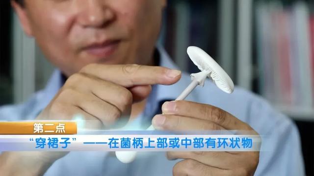 致死率达80%！多人因吃这种蘑菇中毒死亡，千万别乱吃了