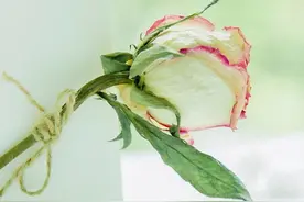 女人攒够了“心寒”，才会这样做图片