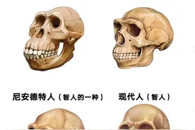 人类适合吃肉还是吃素？身体告诉你答案！丨野兽生活图片