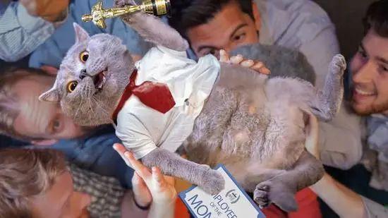 英国短毛猫丨蓝猫