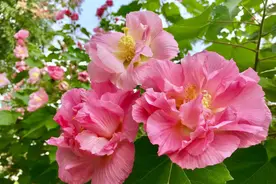 严从怀 | 叶茂枝繁花艳丽 纷纭盛放助吟诗-花木情缘诗词吟咏图片
