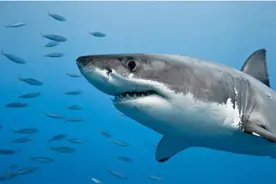 大白鲨被它一口吞掉？在海洋深处，或藏着30米长的海底巨兽图片