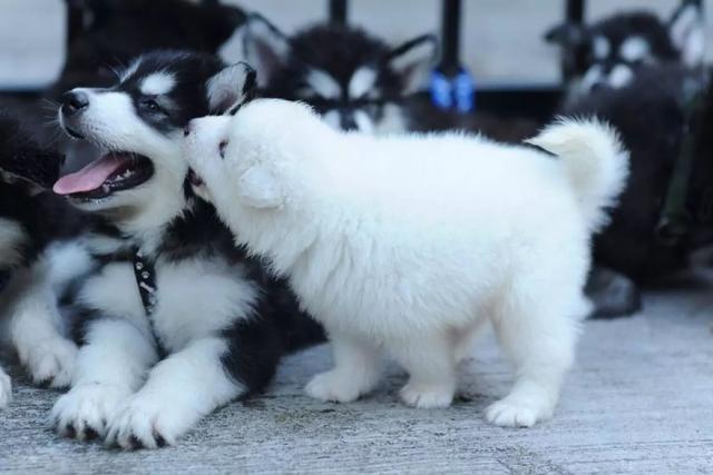 辟谣，犬类摄入猫粮后并不会导致牛磺酸中毒，其本质为氨基酸！