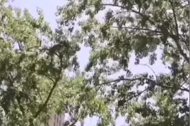 “杨树毛子”首个高发期来了！记牢这俩“防”护要点！图片