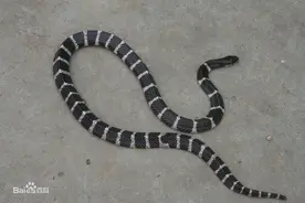 银环蛇的毒性亚洲最强，却被许多人小瞧图片