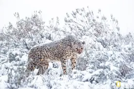 罕见！暴风雪中的非洲猎豹图片