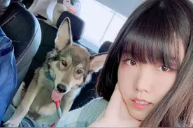 狗狗晕车又啦又吐，女主人无奈上网求助，网友却惊呼：它不是狗图片