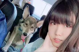 狗狗晕车又啦又吐，女主人无奈上网求助，网友却惊呼：它不是狗图片
