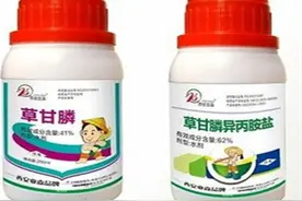 草甘膦如何喷施？两个月杂草不再来的方法，农民一定要知道图片