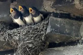 家中如果来了以下5种动物，不要赶走它们，这是大吉兆！图片