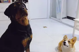 对你不理不睬是因为还没喜欢你！忠诚和护卫的代名词——罗威纳犬图片