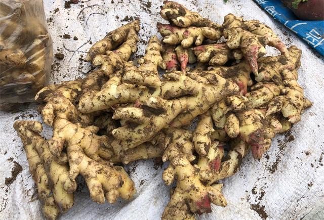 吃不完的生姜切记不要放冰箱，菜农教我土方法，放1年照样新鲜