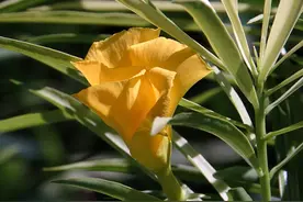 花木春秋47：黄花夹竹桃，竹叶，桃果，金杯花，产于热带美洲图片