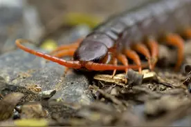 38：三人森林大战蜈蚣群图片