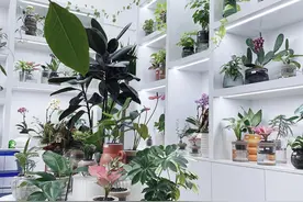 拥有二面水培植物的快乐图片