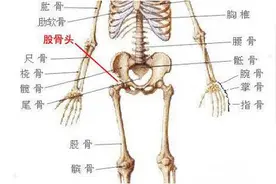 细说股骨头图片