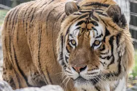 俄罗斯著名“虎王”横尸运材路边，专家鉴定死于更厉害的猛兽图片