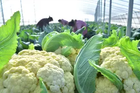 同样是菜花，“散花”和“紧花”区别挺大，学会再买不吃亏图片