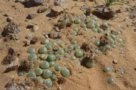 非洲旅游遍地是“宝石”，游客想去捡，导游却大喊：不要捡图片