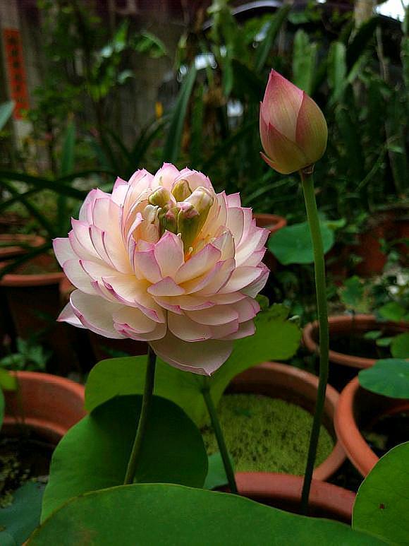 3分钟学会种碗莲,何时长芽?何时开花?一看就明白