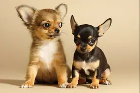 吉娃娃的优缺点：又凶又爱叫，但很适合新手主人养图片