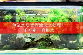 鱼缸水质一直浑浊怎么办？记得不要换水，而要打氧视频封面