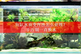 鱼缸水质一直浑浊怎么办？记得不要换水，而要打氧视频封面