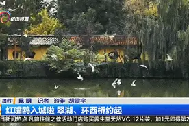 来了！来了！红嘴鸥进城了！翠湖、环西桥，可以约啦图片