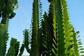 霸气的龙骨出状况，直接砍头扦插，还能促生成塔型，可谓一举多得图片