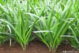 韭菜喷白醋什么时候比较合适，有哪些好处？图片