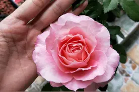 海神王月季一棵枝条上有35个花苞，需要剪掉一些花苞吗？图片