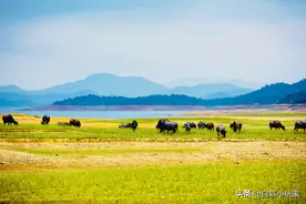 深圳、广州出发，最快1h到达！广东这5个大草原，你去过几个？图片