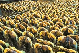 传统美味，海的味道——北海生晒墨鱼干图片