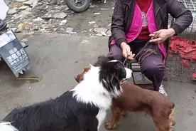 江苏：大姐因家中拆迁，无奈带边牧到狗市，大姐：不杀它，卖1300图片