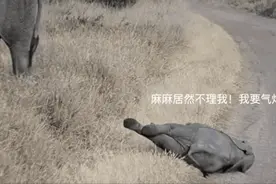 动物的幼崽其实和人类的小朋友一样，什么都不会，开心快乐图片