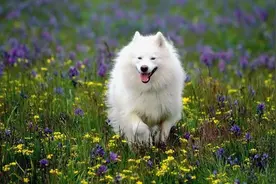 乍看之下，简直是一模一样的爱斯基摩犬和萨摩耶如何区分？图片