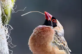 全民抓捕，炸弹狂轰，非洲“麻雀”泛滥成灾，15亿只吃都吃不绝图片