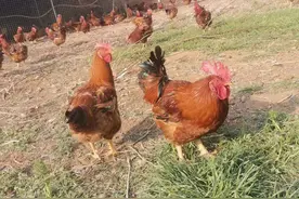 土鸡养殖，鸡越养越瘦，一定要重视这四个方面图片