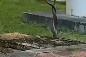 广西科技大学校园蛇出没，上演“蛇片”，学生：欢迎报考广科蛇大图片