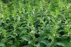 这种植物不仅果实能吃，叶子味道更好，秋季才能采摘，不要错过图片
